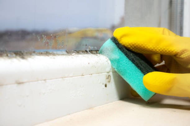 Best Health and Safety Mold Remediation in Frontenac, MO